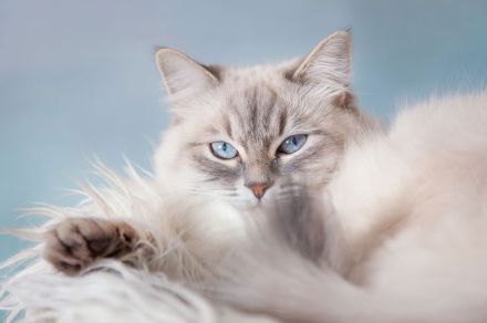 HILFE: Mix aus Balinesischer und Sibirischer Katze GESUCHT!