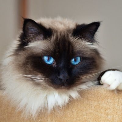 HILFE: Mix aus Balinesischer und Sibirischer Katze GESUCHT!