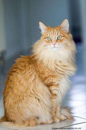 HILFE: Mix aus Balinesischer und Sibirischer Katze GESUCHT!