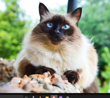 HILFE: Mix aus Balinesischer und Sibirischer Katze GESUCHT!