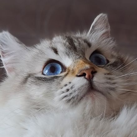 Mix aus Balinesischer und Sibirischer Katze GESUCHT!