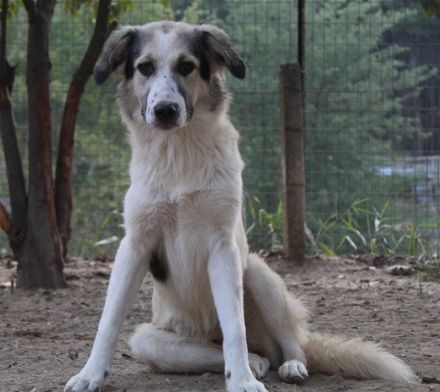 Peggy Jean und Sally Brown, geb. ca. 12/2023, lebt in GRIECHENLAND, auf einer privaten Pflegestelle