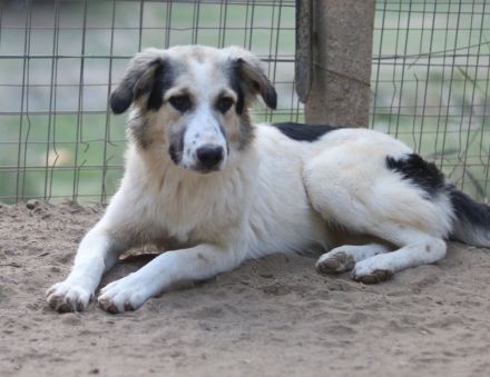 Peggy Jean und Sally Brown, geb. ca. 12/2023, lebt in GRIECHENLAND, auf einer privaten Pflegestelle