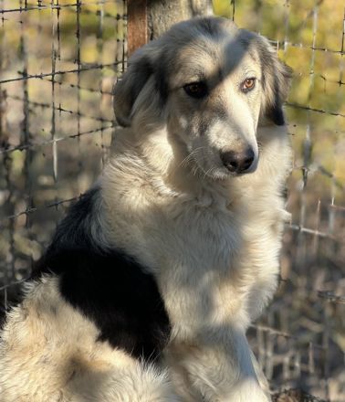 Peggy Jean und Sally Brown, geb. ca. 12/2023, lebt in GRIECHENLAND, auf einer privaten Pflegestelle