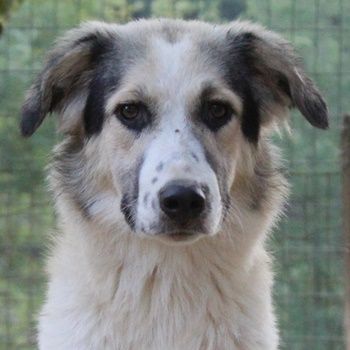 Peggy Jean und Sally Brown, geb. ca. 12/2023, lebt in GRIECHENLAND, auf einer privaten Pflegestelle