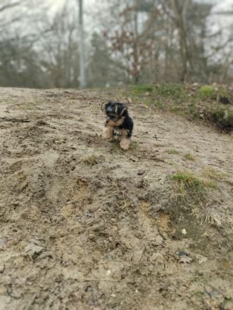 Yorkshire Terrier Welpe (Rüde) sucht sein Zuhause!
