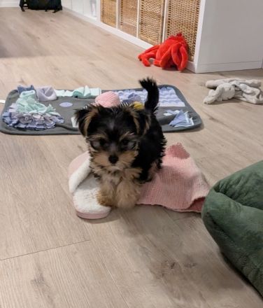 Yorkshire Terrier Welpe (Rüde) sucht sein Zuhause!