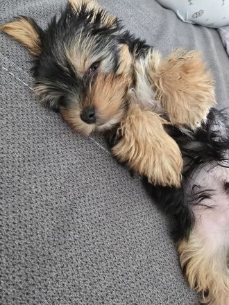 Yorkshire Terrier Welpe (Rüde) sucht sein Zuhause!