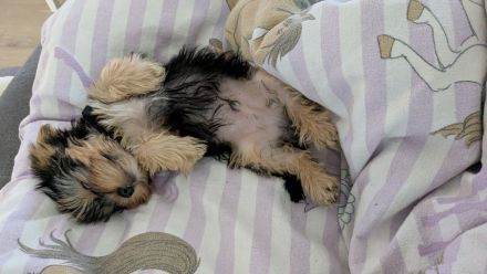 Yorkshire Terrier Welpe (Rüde) sucht sein Zuhause!