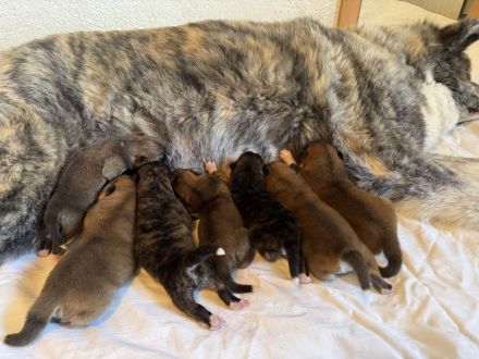 traumhafte Alitawelpen aus Championverpaarung