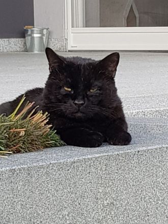 Neues Zuhause gesucht