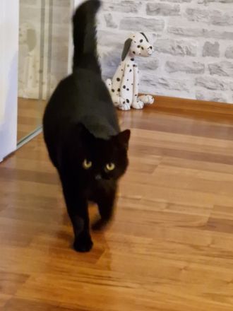 Neues Zuhause gesucht