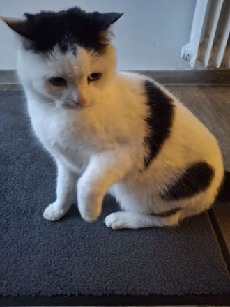 Kater sucht liebevolles Zuhause