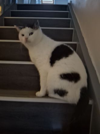 Kater sucht liebevolles Zuhause