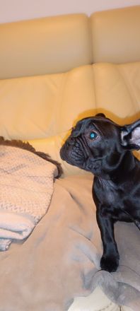 Französische Bulldoggen Welpe