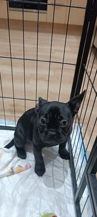 Französische Bulldoggen Welpe