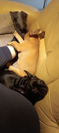 Französische Bulldoggen Welpe