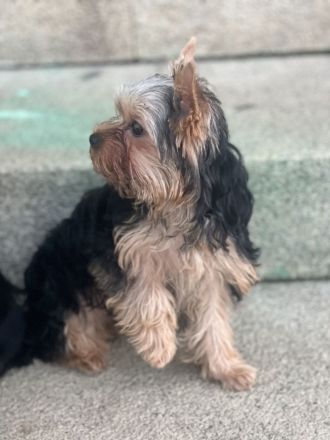 Yorkshire Terrier Jungs mini