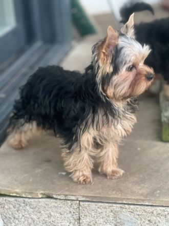 Yorkshire Terrier Jungs mini