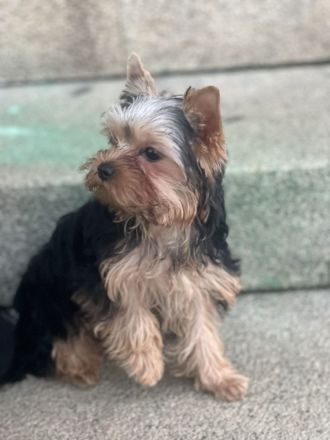 Yorkshire Terrier Jungs mini