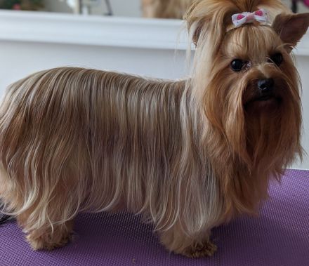 Yorkshire Terrier Jungs mini