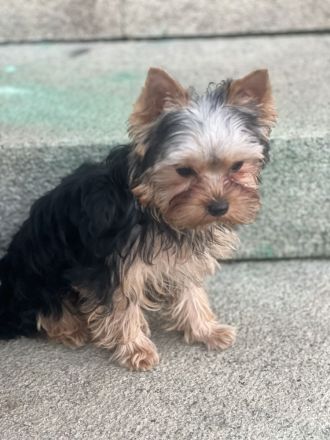 Yorkshire Terrier Jungs mini