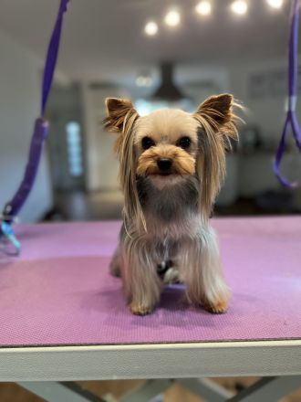 Yorkshire Terrier Jungs mini