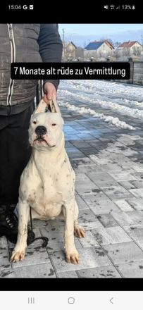 Dogo argentino