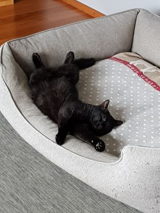 Neues Zuhause gesucht