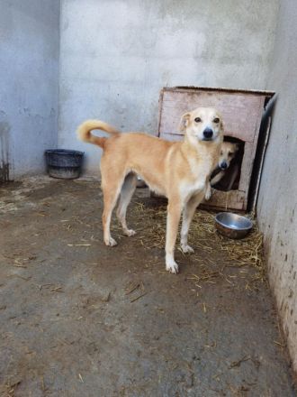 Halima, ängstlich aber lieb