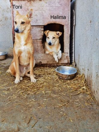 Halima, ängstlich aber lieb