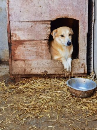 Halima, ängstlich aber lieb