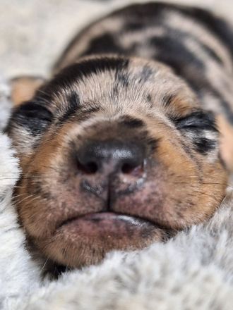 First American Harlies in Germany