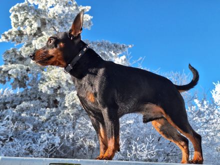 First American Harlies in Germany