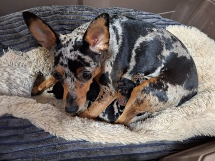 First American Harlies in Germany