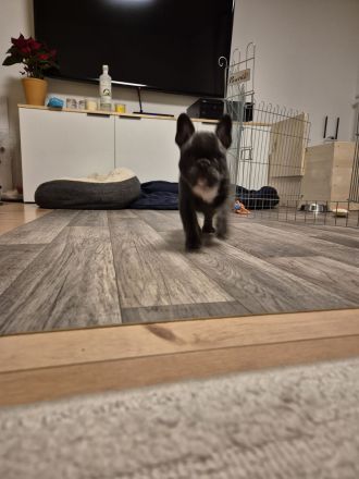 Französische Bulldogge lilac tan