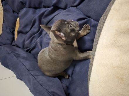 Französische Bulldogge lilac tan