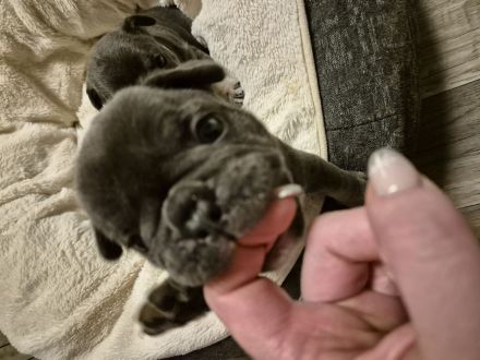 Französische Bulldogge lilac tan