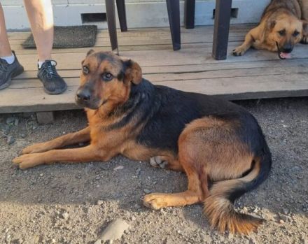 Findet Angua bei dir ein schönes Hundeleben?