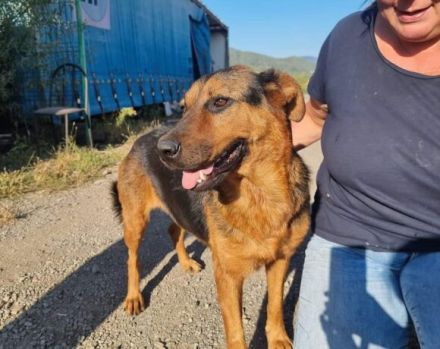 Findet Angua bei dir ein schönes Hundeleben?