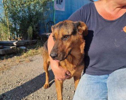 Findet Angua bei dir ein schönes Hundeleben?