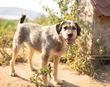 Hallo, ich bin Eve und suche ein Zuhause.