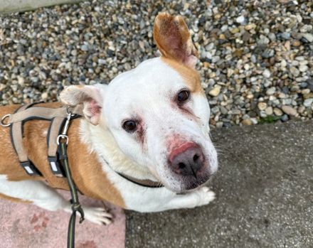 Wer schenkt dem schönen DJ sein Herz und ein Zuhause in Österreich oder der Schweiz?