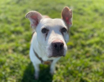 Wer schenkt dem schönen DJ sein Herz und ein Zuhause in Österreich oder der Schweiz?