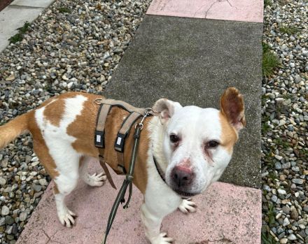 Wer schenkt dem schönen DJ sein Herz und ein Zuhause in Österreich oder der Schweiz?