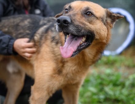 Menschenbezogener Atax sucht eine aktive Familie