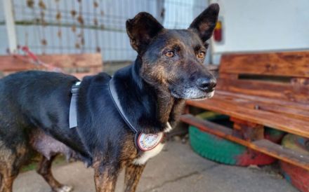 Bescheidene Veleda sucht liebevolles Zuhause