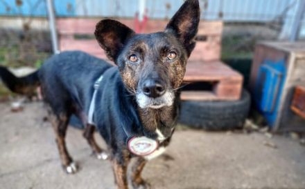 Bescheidene Veleda sucht liebevolles Zuhause