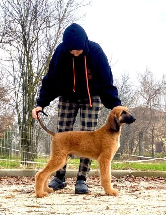 Cucciolo di segugno afgano