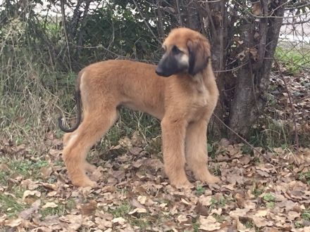 Cucciolo di segugno afgano